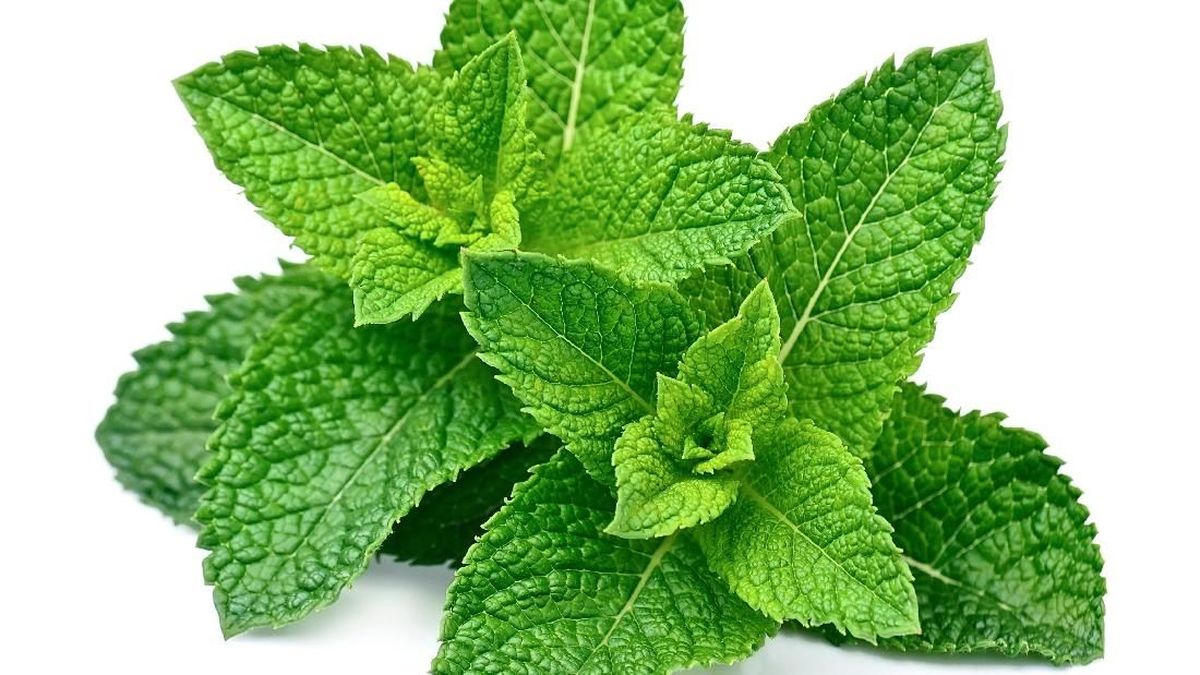 Daun mint (Mentha piperita L.)